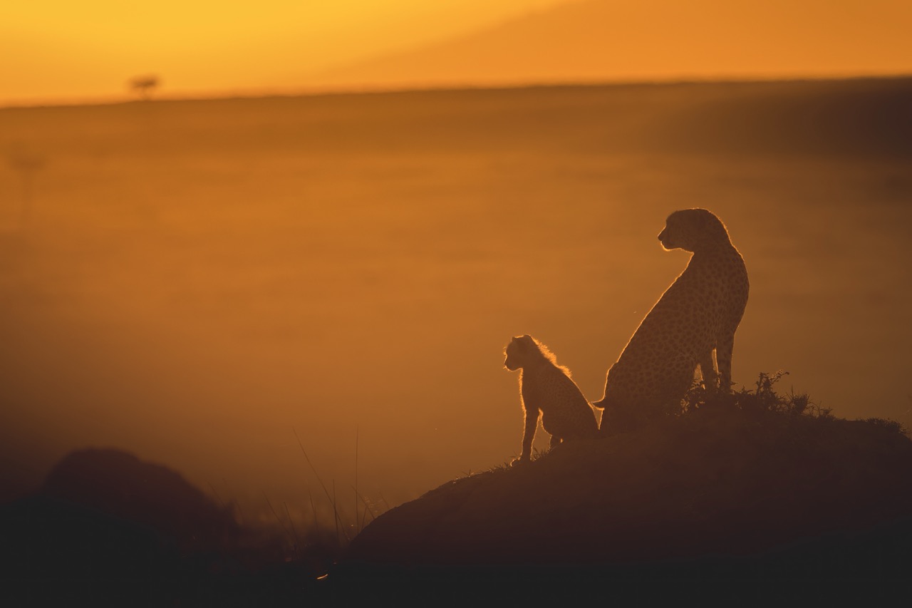 wild afrlca photo safaris