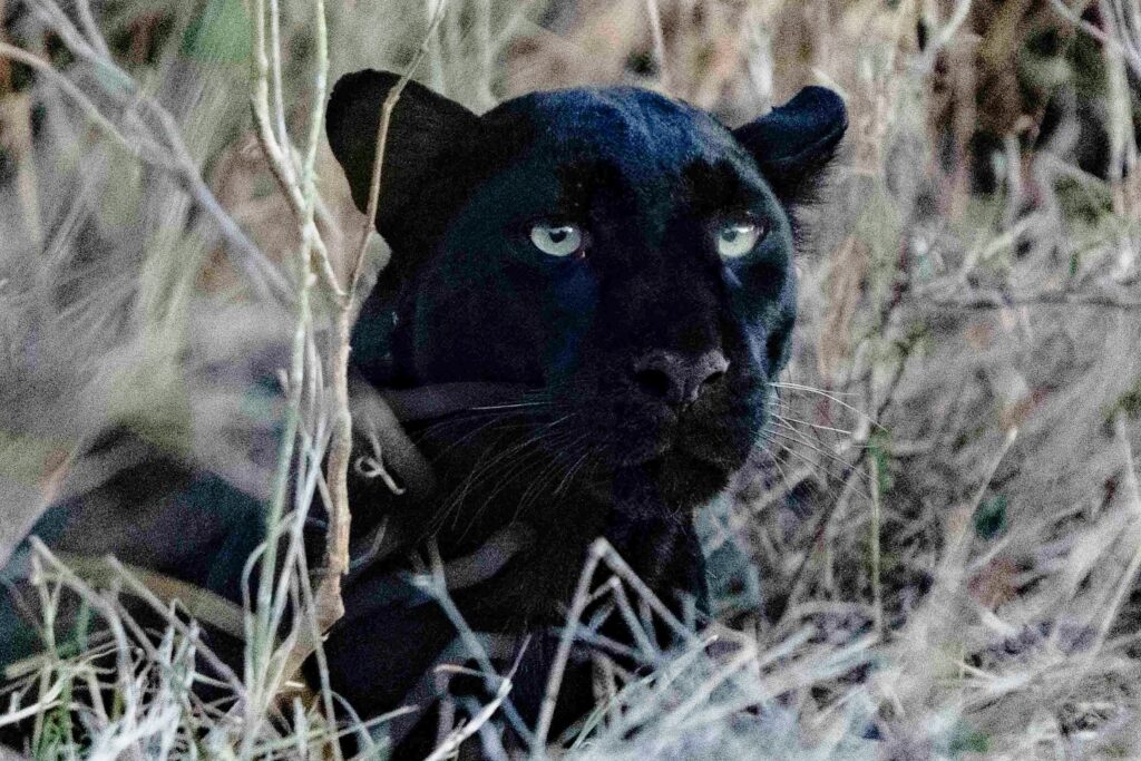 Choose from our photographic expeditions across Kenya and Africa
